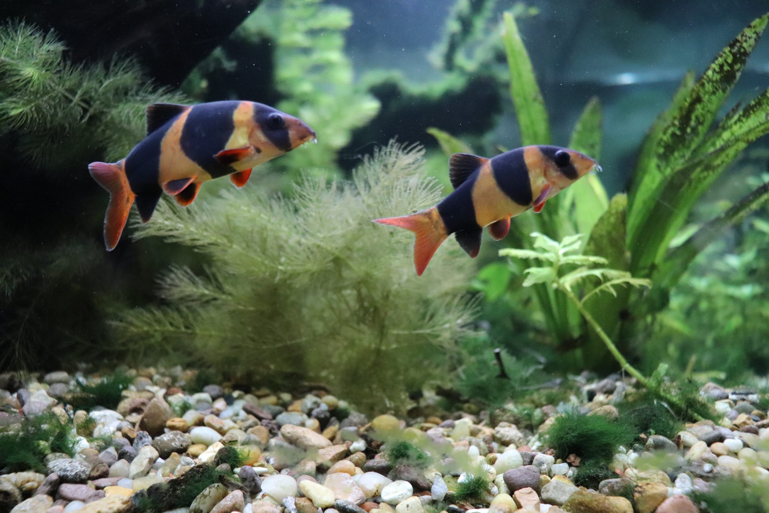 Top 5 Freshwater Bottom feeder Species | Aquascapes