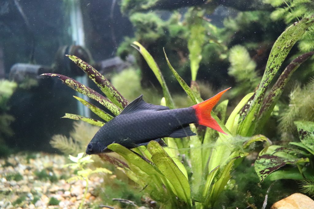 Bottom feeder fish for clearance fish tank